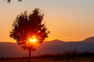 Sonnenuntergang hinter Baum