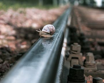 Slak op treinspoor van Hans-Bernd Lichtblau