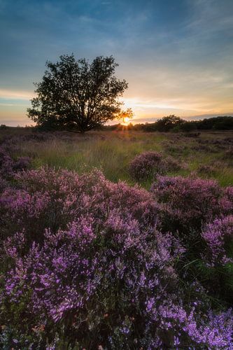 De heide in bloei
