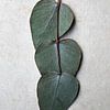 Decoratieve Eucalyptus bladeren van de achterzijde gefotografeerd. van StudioMaria.nl