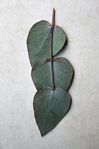 Decoratieve Eucalyptus bladeren van de achterzijde gefotografeerd. van StudioMaria.nl