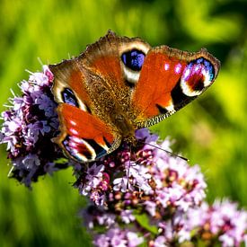 dagpauwoog vlinder op wilde marjolein op zoek naar nectar van Peter Buijsman