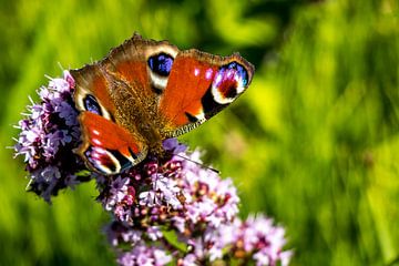 dagpauwoog vlinder op wilde marjolein op zoek naar nectar van Peter Buijsman