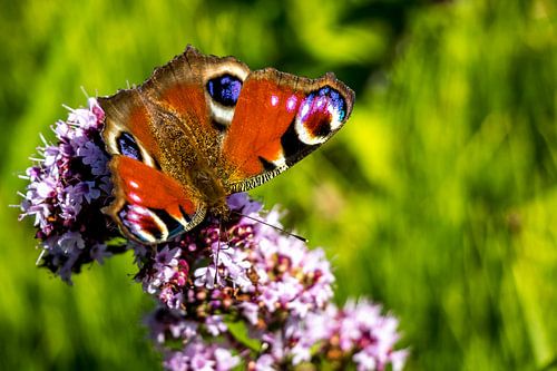 Papillon diurne paon du jour sur la marjolaine sauvage à la recherche de nectar