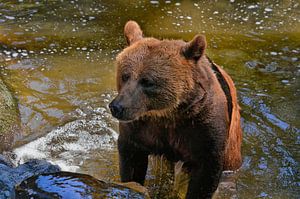 L'ours brun sort de l'eau