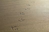 Beach walk | paw prints in the sand by Marianne Twijnstra thumbnail