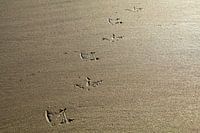 Beach walk | paw prints in the sand