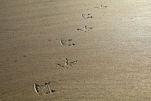 Strandspaziergang | Pfotenabdrücke im Sand
