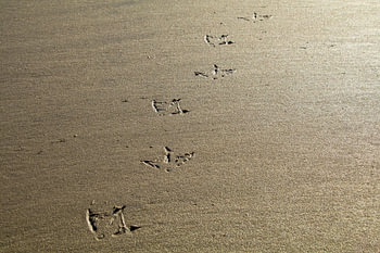 Strandspaziergang | Pfotenabdrücke im Sand