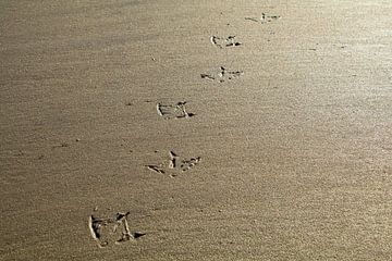 Strandspaziergang | Pfotenabdrücke im Sand von Marianne Twijnstra-Gerrits