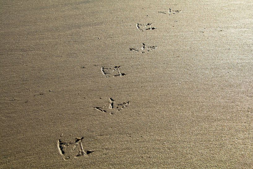 Beach walk | paw prints in the sand by Marianne Twijnstra