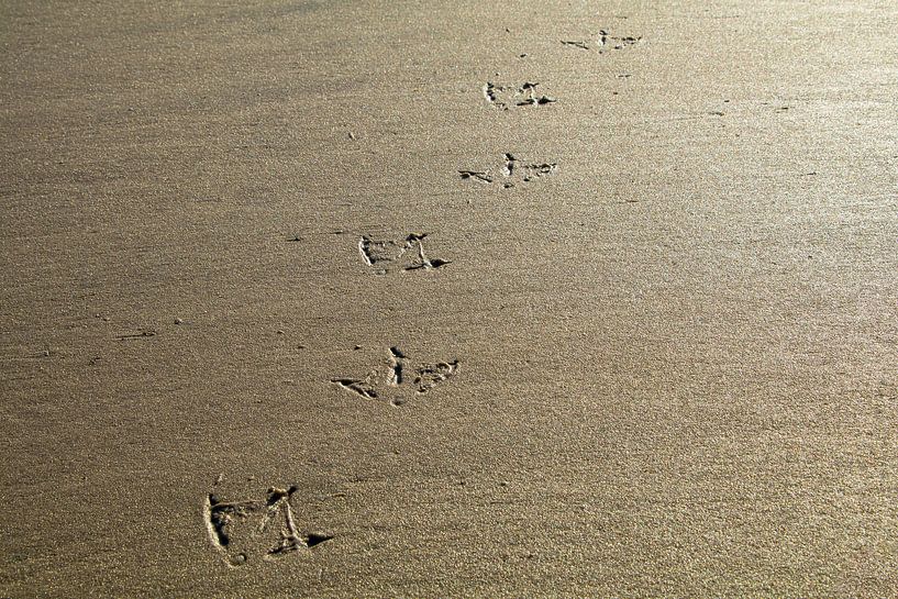 Strandwandeling | pootafdrukken in het zand van Marianne Twijnstra