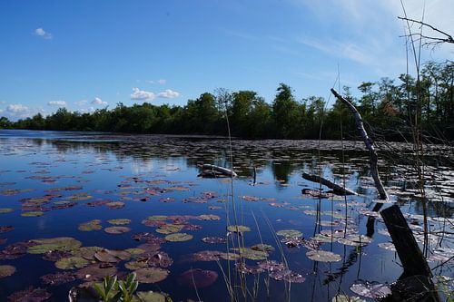 Nature in the Netherlands water