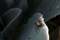 Wespenspinne - Argiope bruennichi 2
