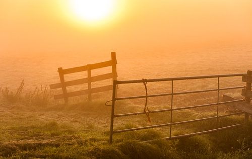 zonsopkomst in het weiland
