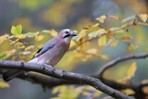 Vlaamse gaai in herfstbos Duitsland Zwarte Woud