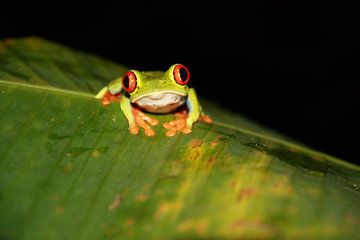 grenouille Costa Rica sur Iris Timmermans