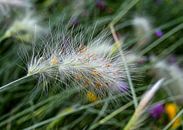 Fresh nature by artpictures.de thumbnail