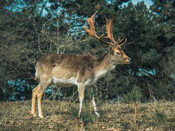 Fallow deer with antlers by Martijn Tilroe