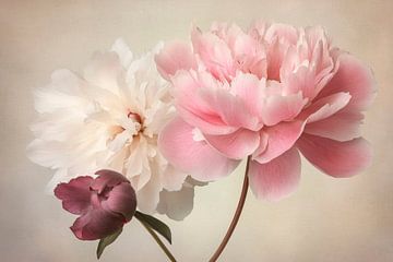 Zarte Pfingstrosen in Pastellfarben von Poster Art Shop