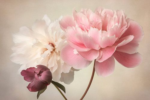 Delicate pioenrozen in pastelkleuren
