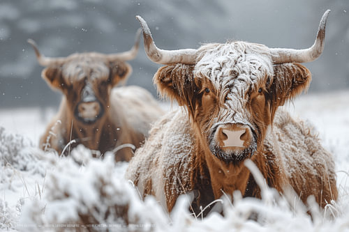 Snowy wonder: Highland cattle in winter splendour - a captivating photograph for lovers of rustic charm