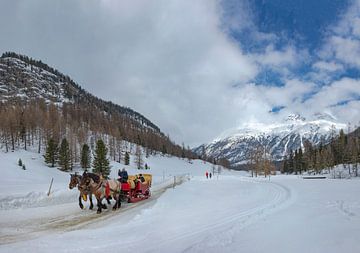 Val Roseg,  Slede met twee paarden, Pontresina, Oberengadin, Zwitserland van Rene van der Meer