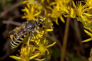 Audition sur fleur jaune.