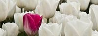 Tulpen met een vreemdeling.