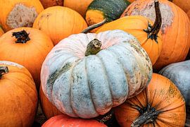 Photo of pile of pumpkins by Jack Tummers