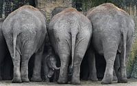 Un éléphanteau indien se tient parmi trois éléphants adultes