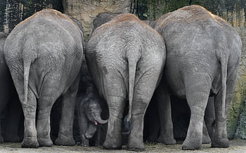 Un éléphanteau indien se tient parmi trois éléphants adultes