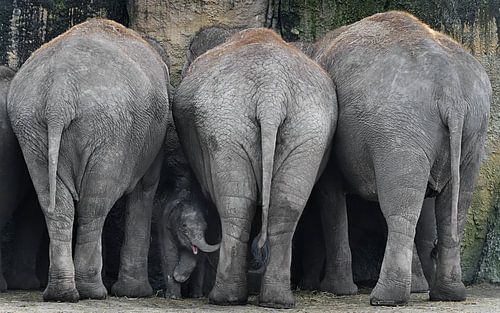 baby Indische olifant staat tussen drie volwassen olifanten van Riekus Reinders