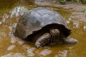 Galapagosreuzenschildpad van Maarten Verhees