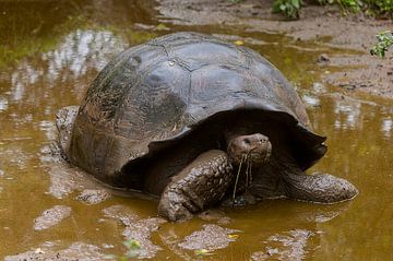 Galapagosreuzenschildpad sur Maarten Verhees