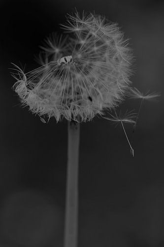 Dandelions with fluff blown away