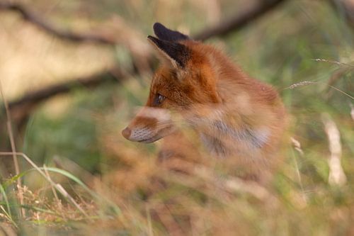 Red fox in the grass