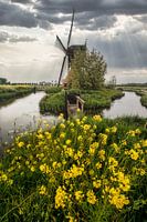 Molen