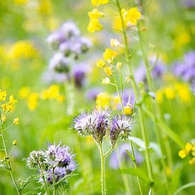 Purple and yellow van Isa Dolk