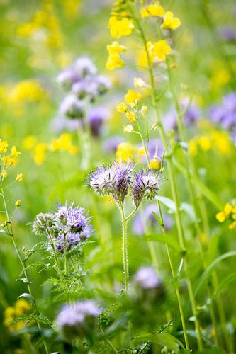 Violet et jaune sur Isa Dolk
