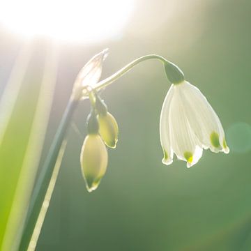 Spring Snowflake (NL)