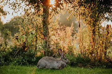 Flemish giant at sunset.