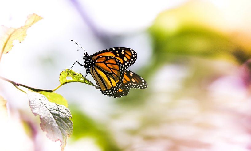 Monarch butterfly von Mark Zanderink