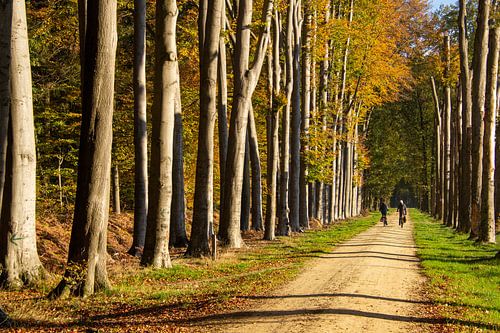 De vroege ochtend zon schijnt door de bomen op de laan in de bossen van de Achterhoek.