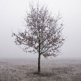 Eenzame boom van Jakub Wencek