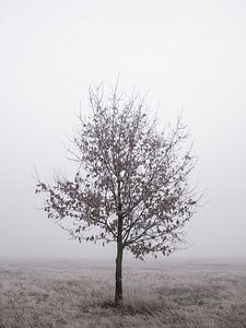 Arbre solitaire sur Jakub Wencek