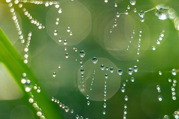 Spinnenweb met dauwdruppels van Yanuschka Fotografie | Noordwijk