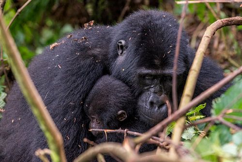 Afrikanischer Berggorilla