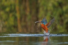 Kingfisher by Dennis Schaefer