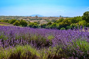Blick auf Valensole mit blühendem Lavendel in der Provence